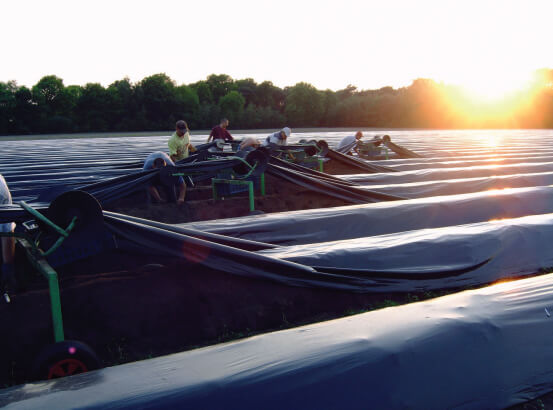 收割傳統(tǒng)蘆筍.jpg 收割傳統(tǒng)蘆筍.jpg